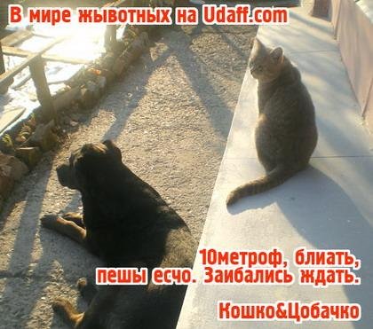 Алексей Свешников. Кошка с собакой.