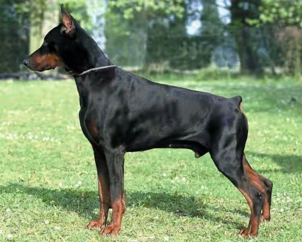 doberman-dog