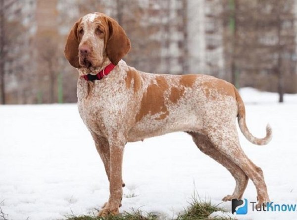 Итальянский бракк (3)