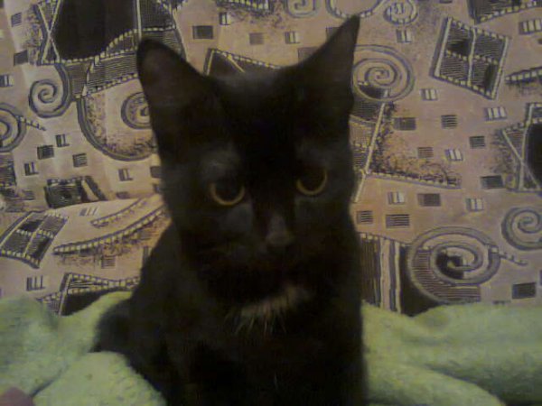 Кошка со странным именем Пятно)))