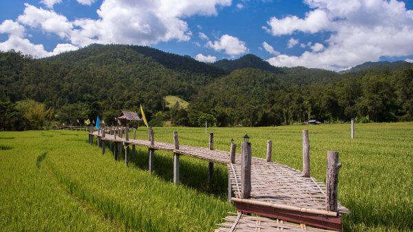 World of Bamboo Premium 8