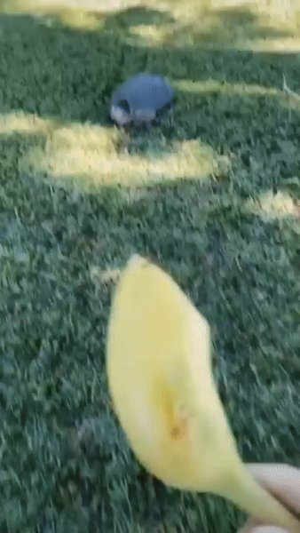 Злая Черепашка