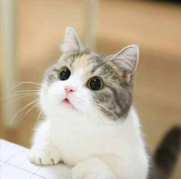 FB IMG 1774593622611