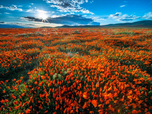 США Калифорния поле с маками