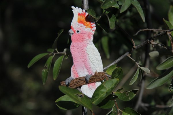 Какаду-инка