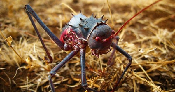 Бронированный кузнечик