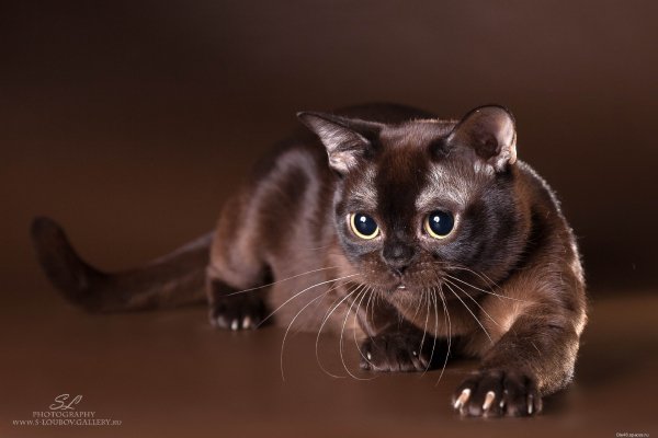 Котэ обои ПК