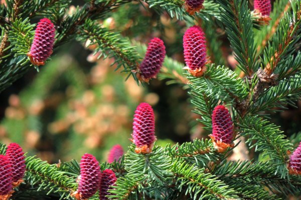 Ель цветёт розовые шишки
