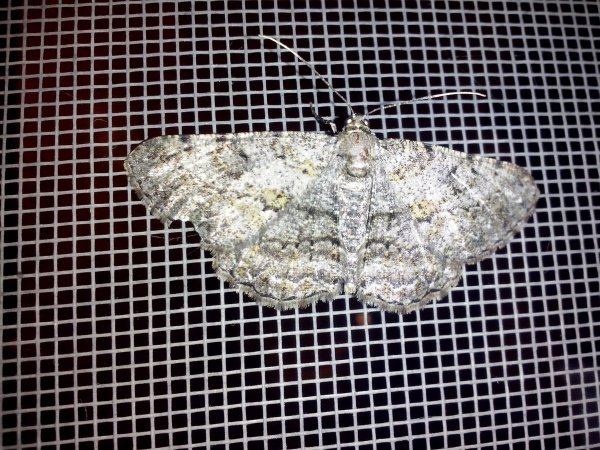 Ночная бабочка