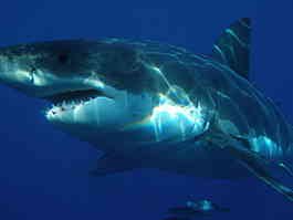 qlow-265px-Carcharodon carcharias