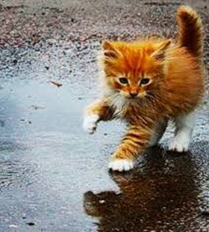 Котёнок и дождь