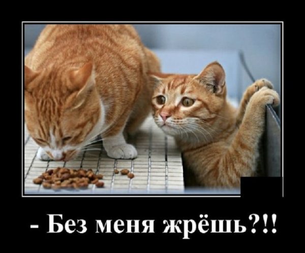 Без меня жрёшь?