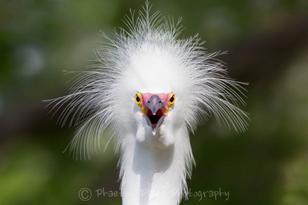 Цапля снежная