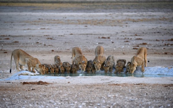 Львы Животные Большие кошки..file