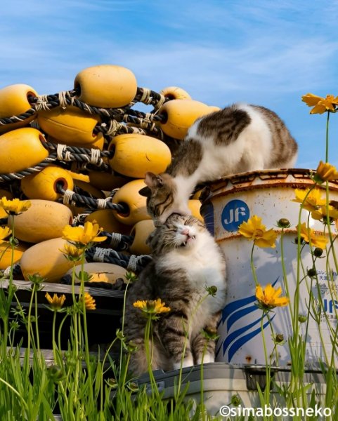 8.Jv5vJrtUjdSWcoDWliY0mKXyKpA7hK7mEN3n0asJ0YP3PcMu4zXNxxqxTT