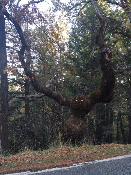 дерево
