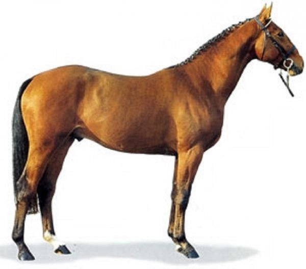 Ольденбургская порода лошадей (2)