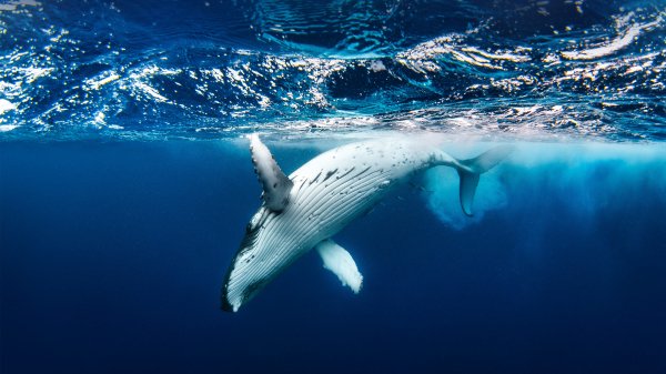 PlayfulHumpback ROW9070037670 UHD