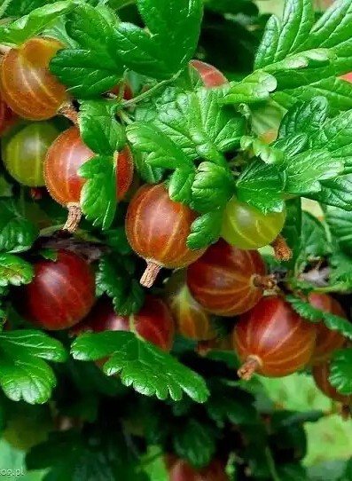 IMG 20190702 093855 463