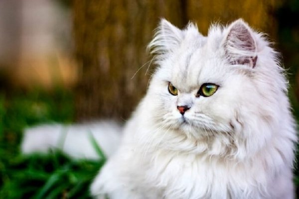 КОТ