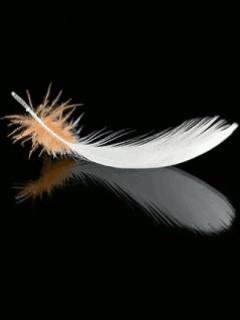 feather