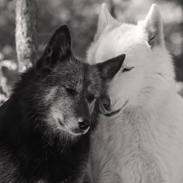 wolf