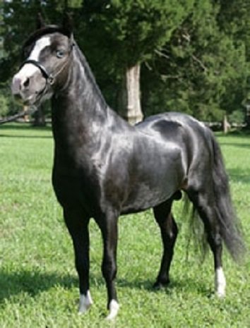 Американская миниатюрная лошадь (4)