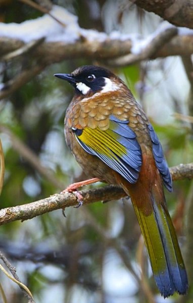 Тимелия чернолицая