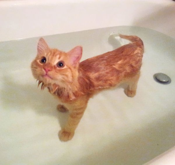 Котэ в воде