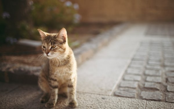 котенок асфальт кошка боке..file