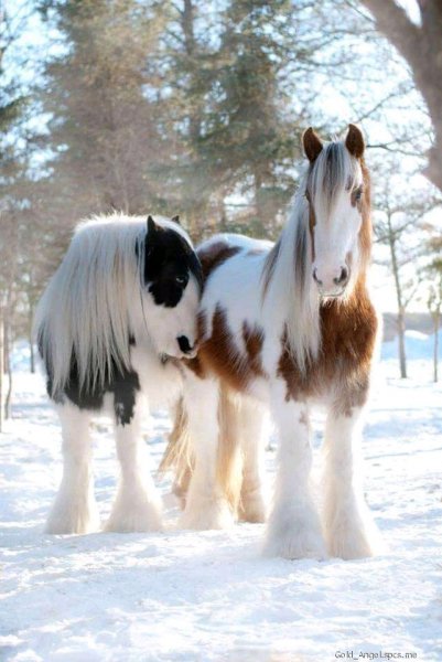 file_79756565