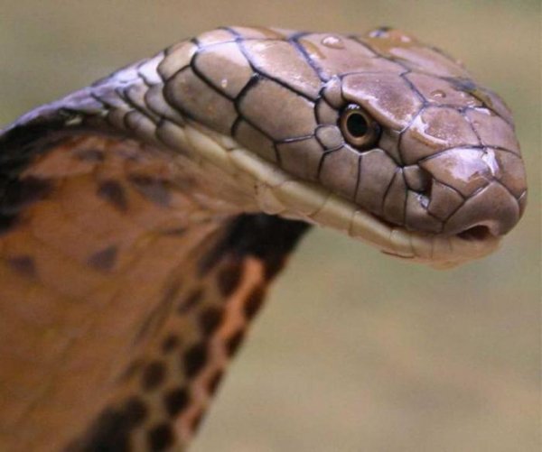 animals dont want run 24