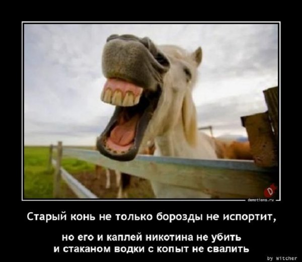 Старый конь...