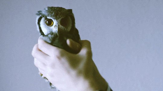 gifs 02