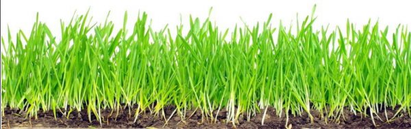 Д. Костылев. Выращивание газона