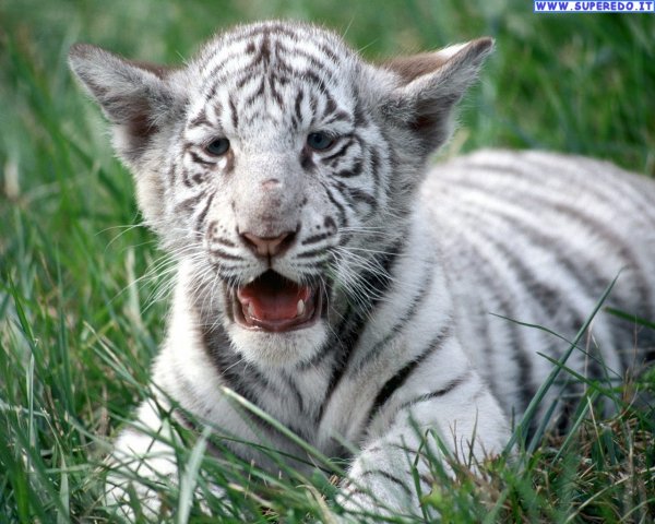 cuccioli 39