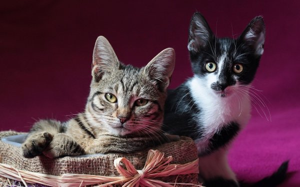Cats