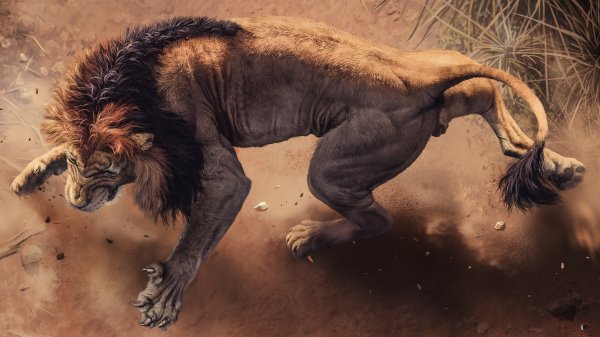 wild african lion 4k