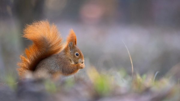 file_91911487