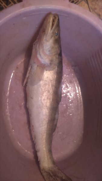 DSC 0035