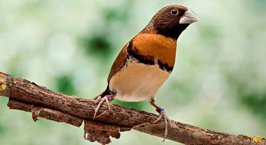 bird10