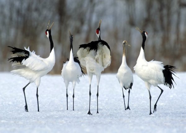 Журавли японские