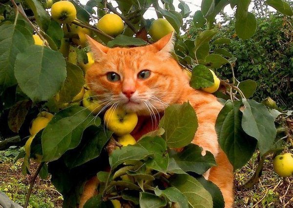 Кот в яблоках