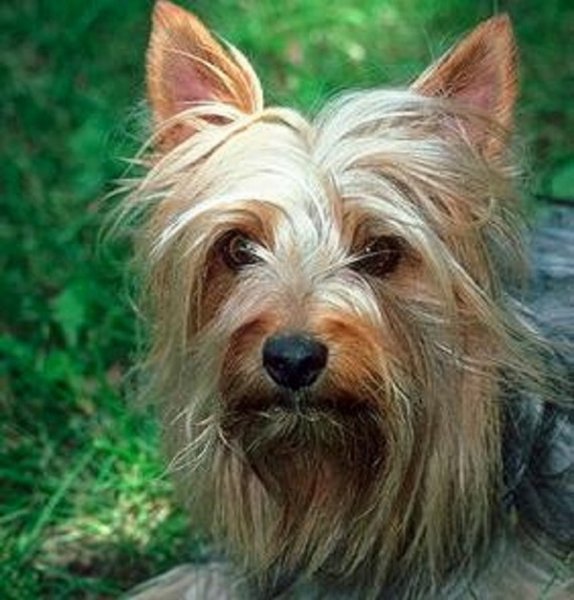 Австралийский шелковистый терьер (силки терьер)