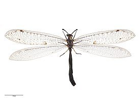 px-Weeleus acutus (Walker, 1853) AMNZ75867