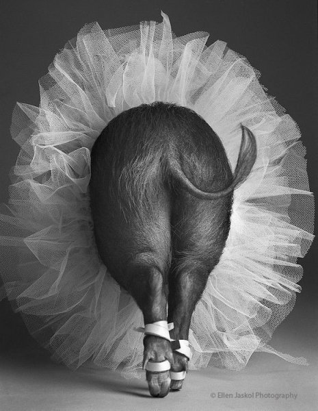 d1a09a2603ee237a448d3