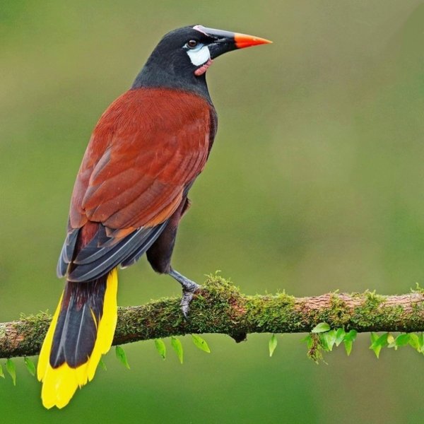 Оропендола-Монтецума