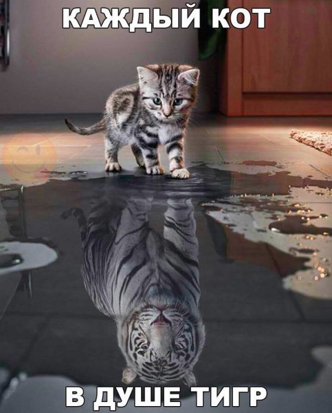 Каждый кот в душе тигр