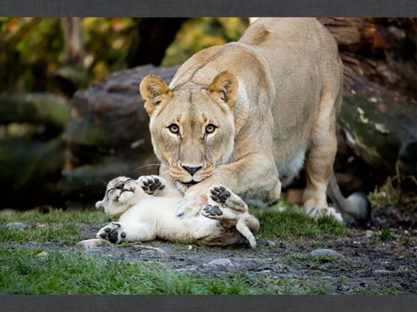 Хищники обои ПК