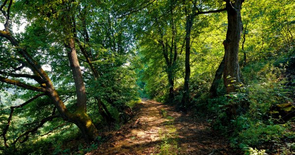 Армения teghut кусты trees..file